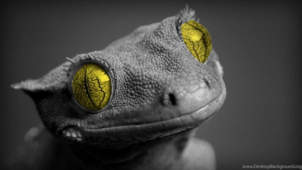 Desktop Wallpapers · Gallery · HD Notebook · Cute Lizard Laptop ...