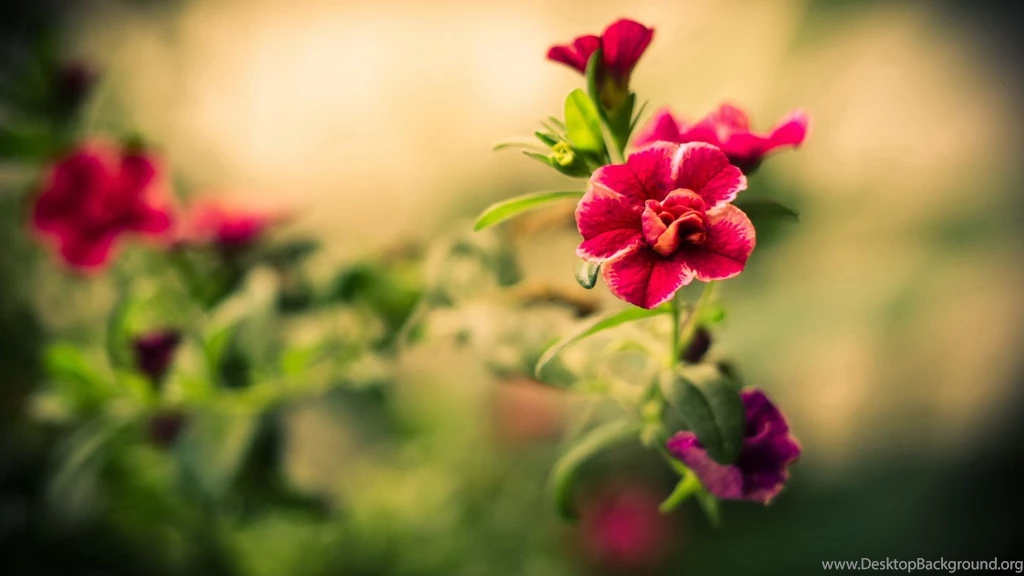 Summer Flowers HD Wallpapers Summer Flower Images, New Wallpapers