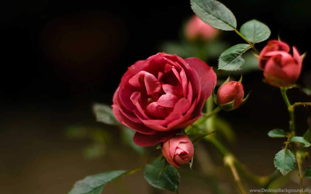 Red Flowers HD Wallpapers