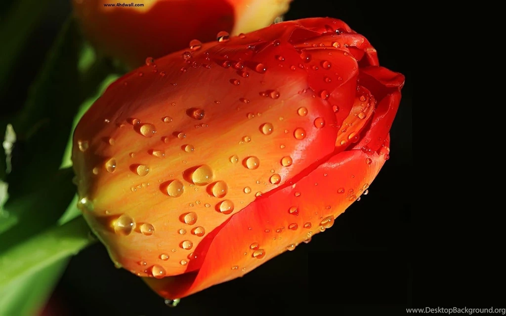 Best Flower Images   All Wallpapers New