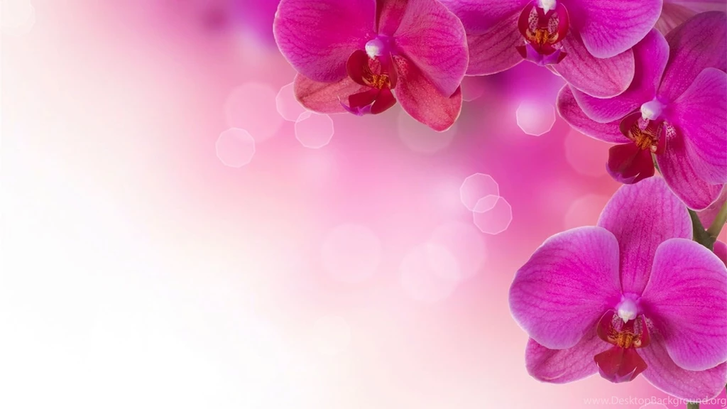 Pink Flowers Backgrounds