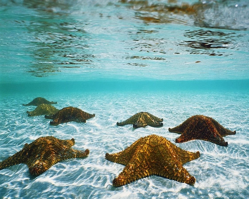 Cool Wallpapers: 3d Animated Wallpapers For Mac