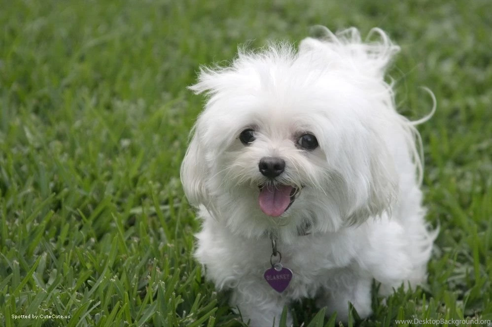 Latest Wallpapers Cute White Puppies PowerballForLife