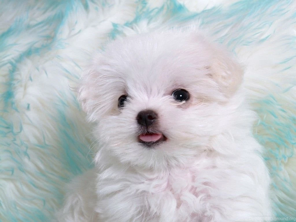 White Puppy With Cute Tongue Cute Wallpapers PowerballForLife