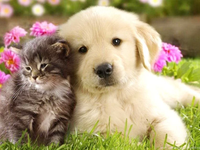 Very Cute White Puppy With Cat Wallpapers Very Cute White Puppy ...