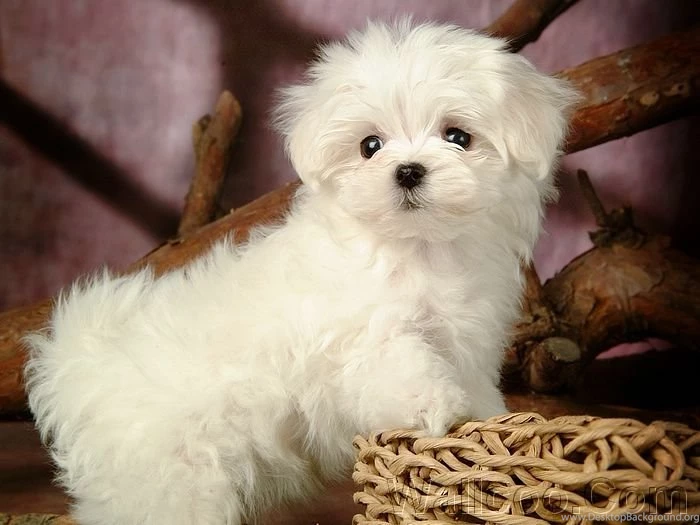Top Fluffy Puppies Wallpaper Images For Pinterest