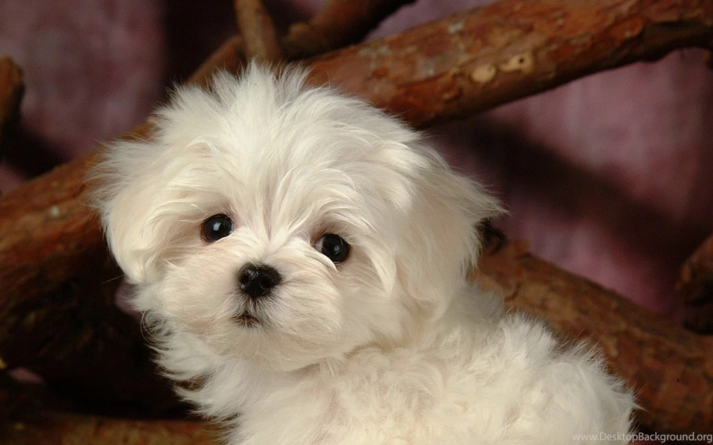 Fluffy Maltese Puppy Dogs   White Maltese Puppies Wallpapers ...