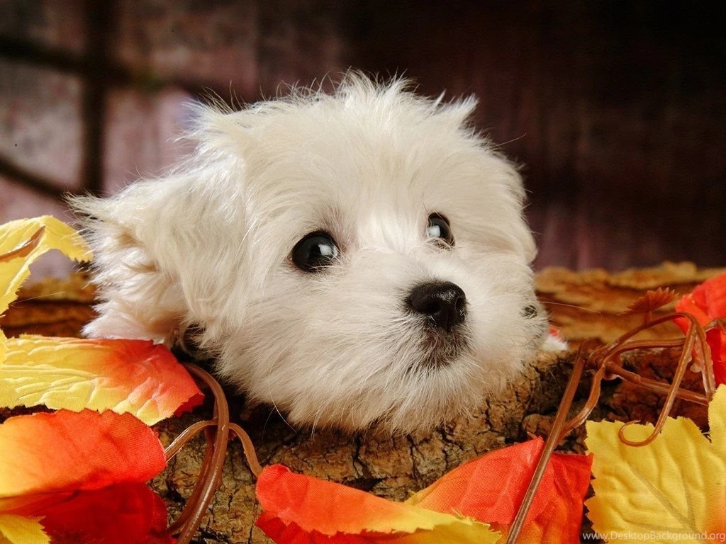 Fluffy Maltese Puppy Dogs   White Maltese Puppies Wallpapers ...