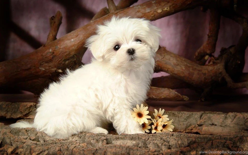 White Cute Puppy With Flower Wallpapers PowerballForLife