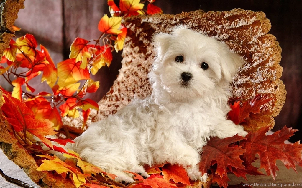White Puppy Wallpapers And Images Wallpapers, Pictures, Photos