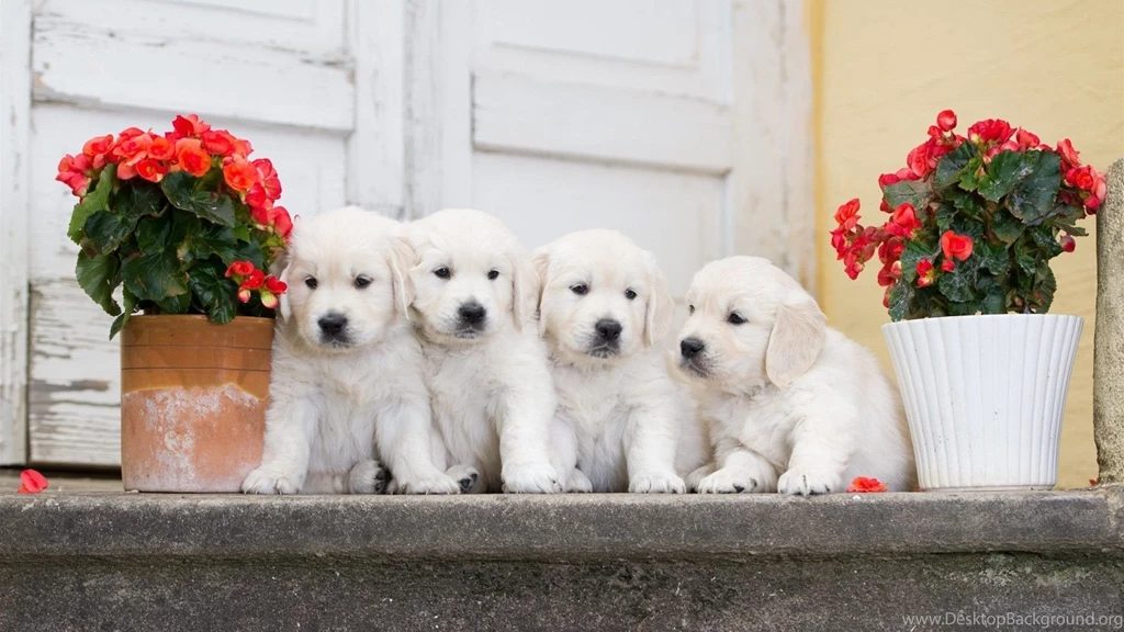 White Puppies Wallpapers HD Free Download Of Cute Puppies