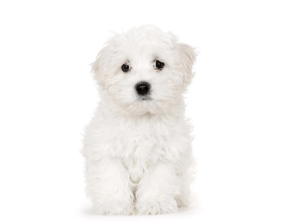 Dogs: Cute Maltese Animal White Puppy Dog High Quality Wallpapers ...