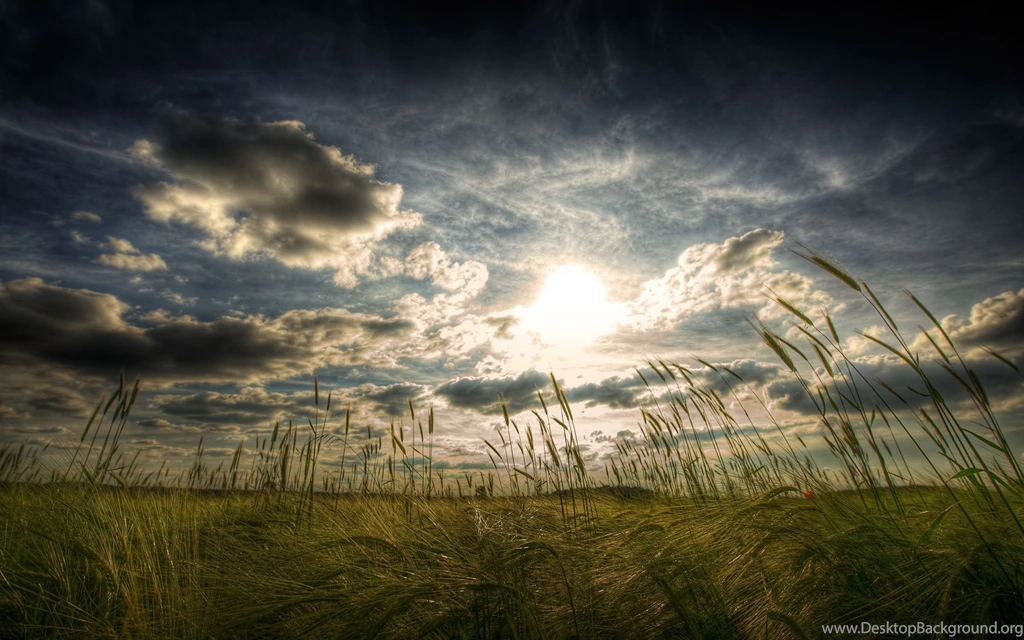2560x1600 Dark Clouds Sun & Wheat Field Desktop PC And Mac Wallpapers