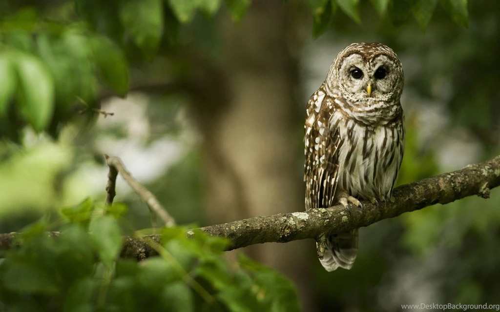 Barred Owl Computer Wallpapers, Desktop Backgrounds