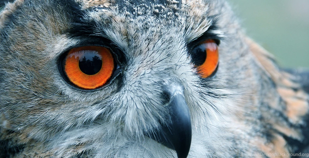 Owl Computer Wallpapers, Desktop Backgrounds