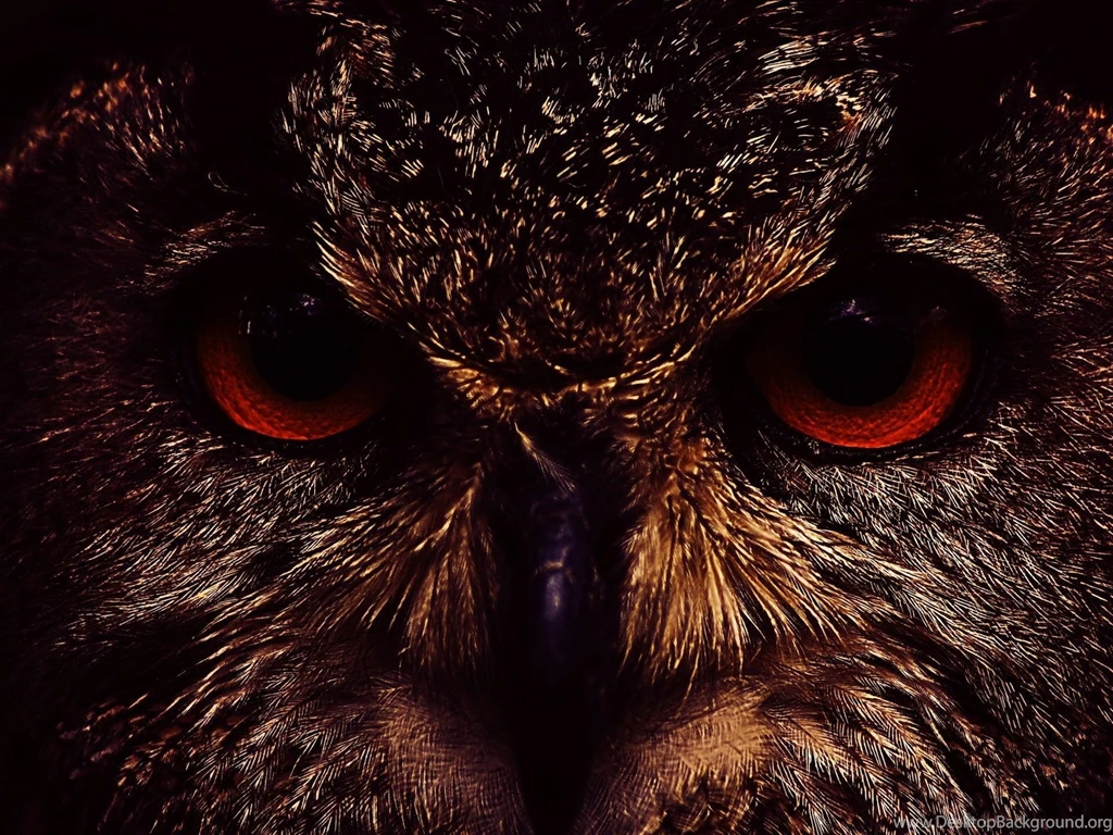 Owl Computer Wallpapers, Desktop Backgrounds