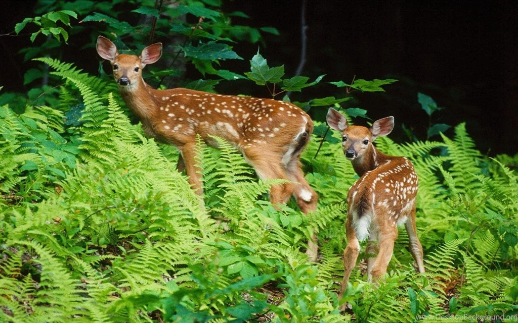 Animals Widescreen Wallpapers Animals 2757797 1280 800 Animal ...