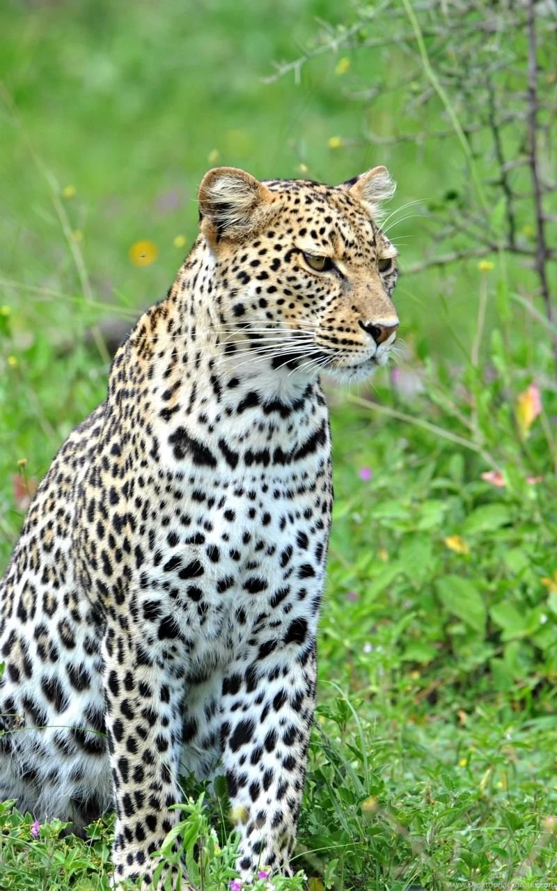 Leopard Wallpapers HD Splendid Wallpapers HD