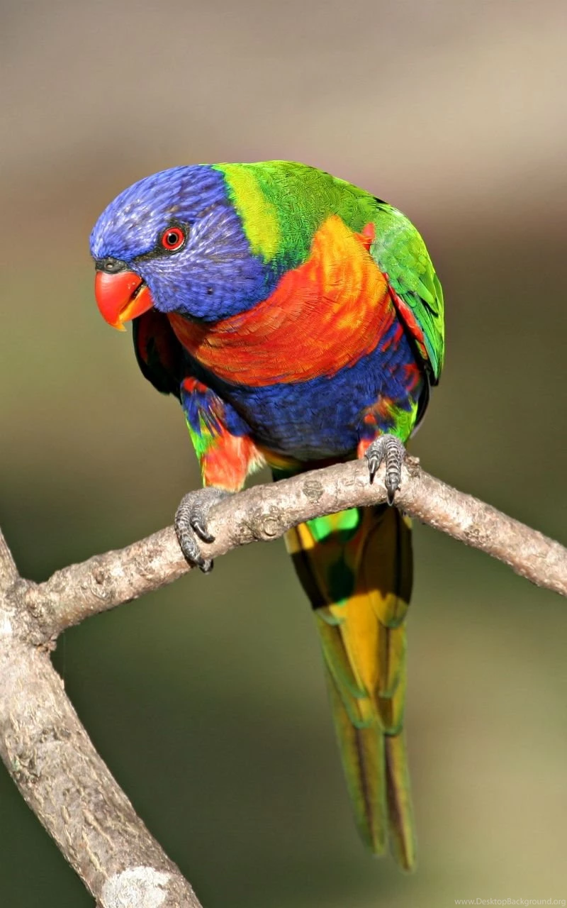 Most Beautiful Bird Wallpapers HD : Desktop : iPhone : Tab