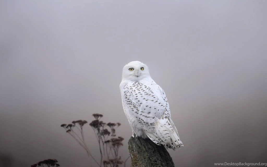 Snowy Owl Computer Wallpapers, Desktop Backgrounds