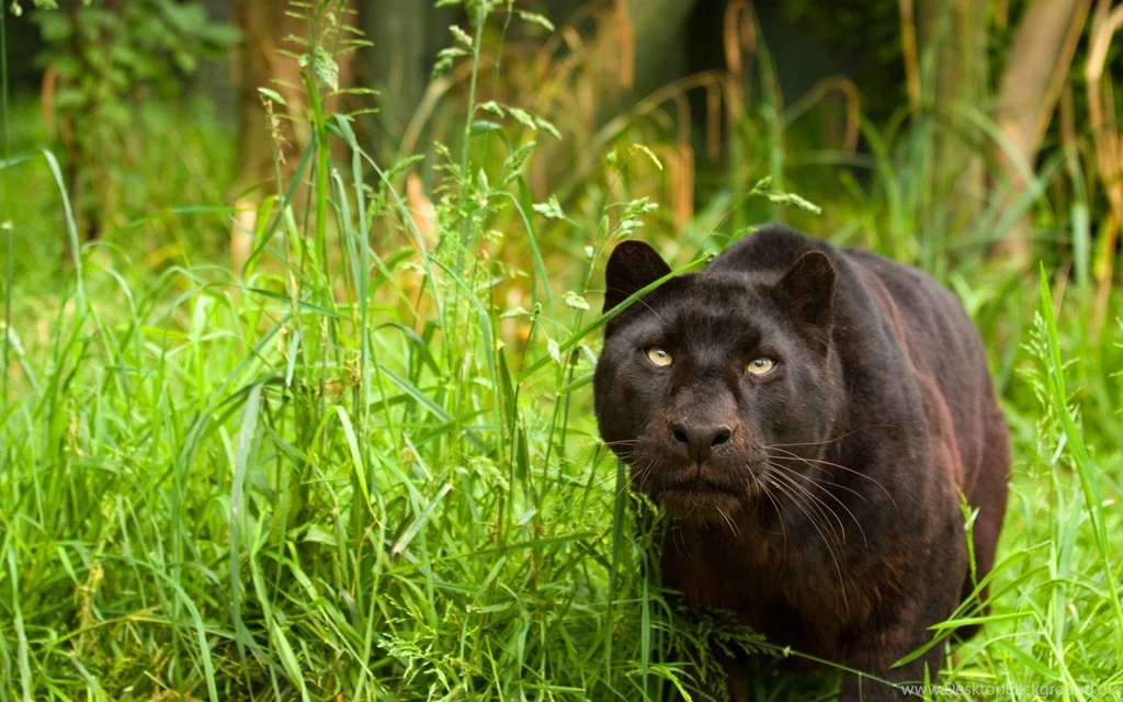 1920x1200 Black Panther Nature Wallpapers