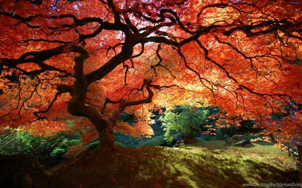 Hd Nature Wallpapers 110180