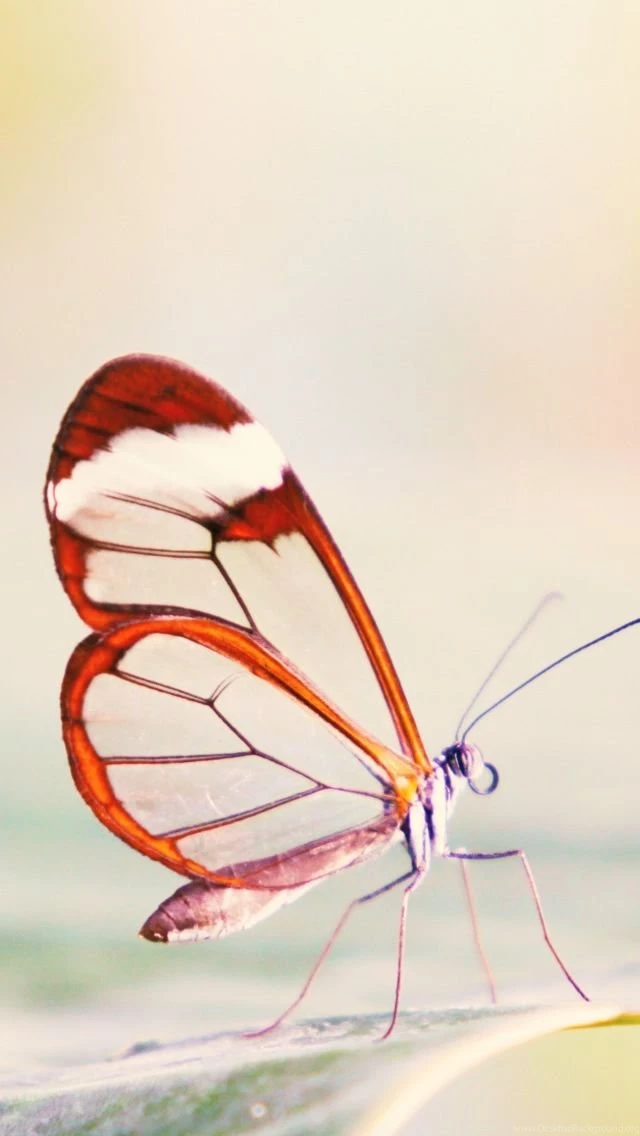 Butterfly iPhone 5s Wallpapers