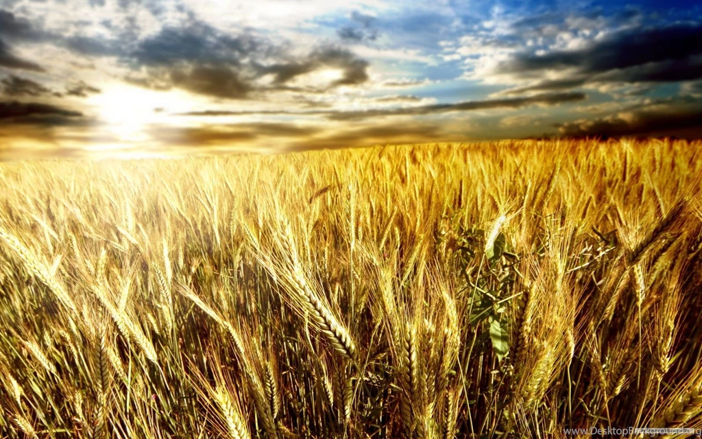 Free Wallpapers Free Nature Wallpapers Wheat Field 1 Wallpapers ...