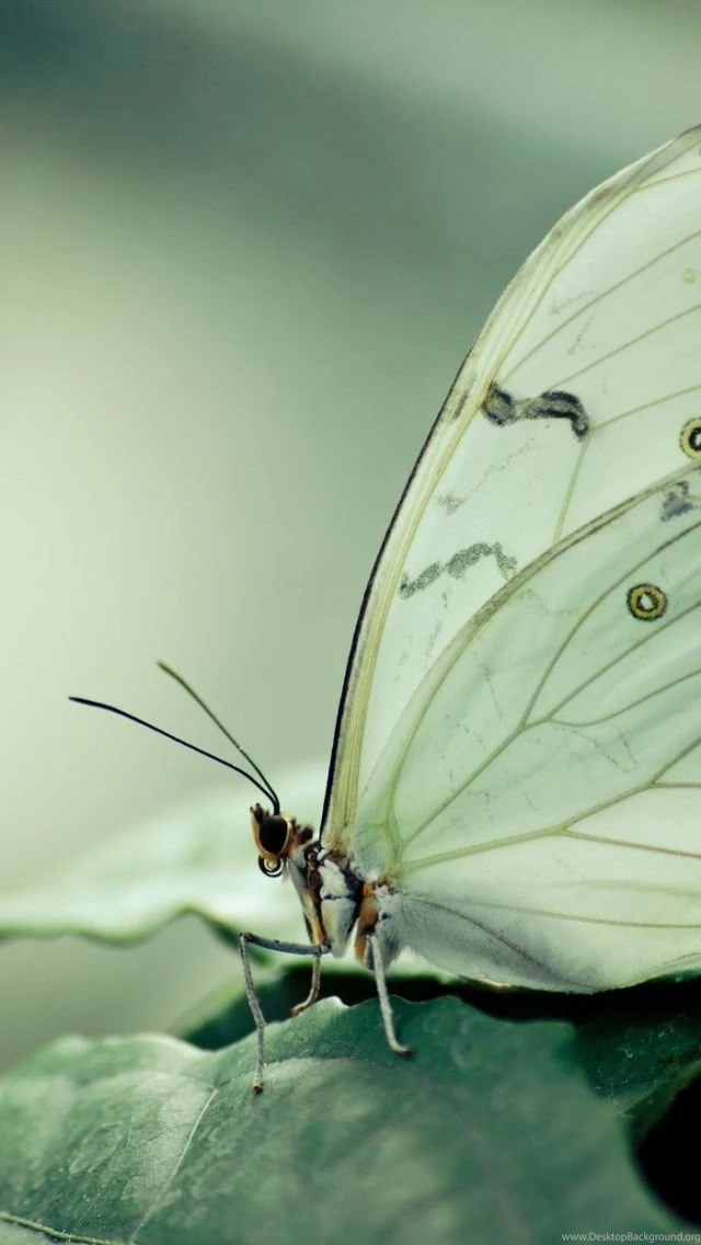 Butterfly iPhone 5 Wallpapers