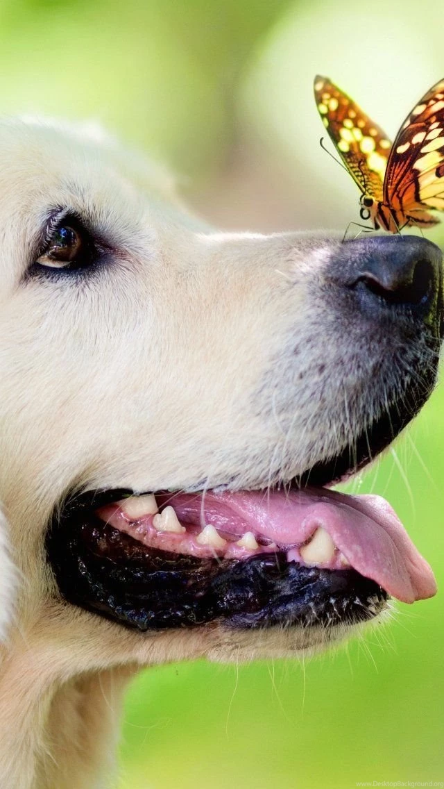 Wallpapers Iphone 5 S Dog And Butterfly 640 X 1136   640 X 1136 ...