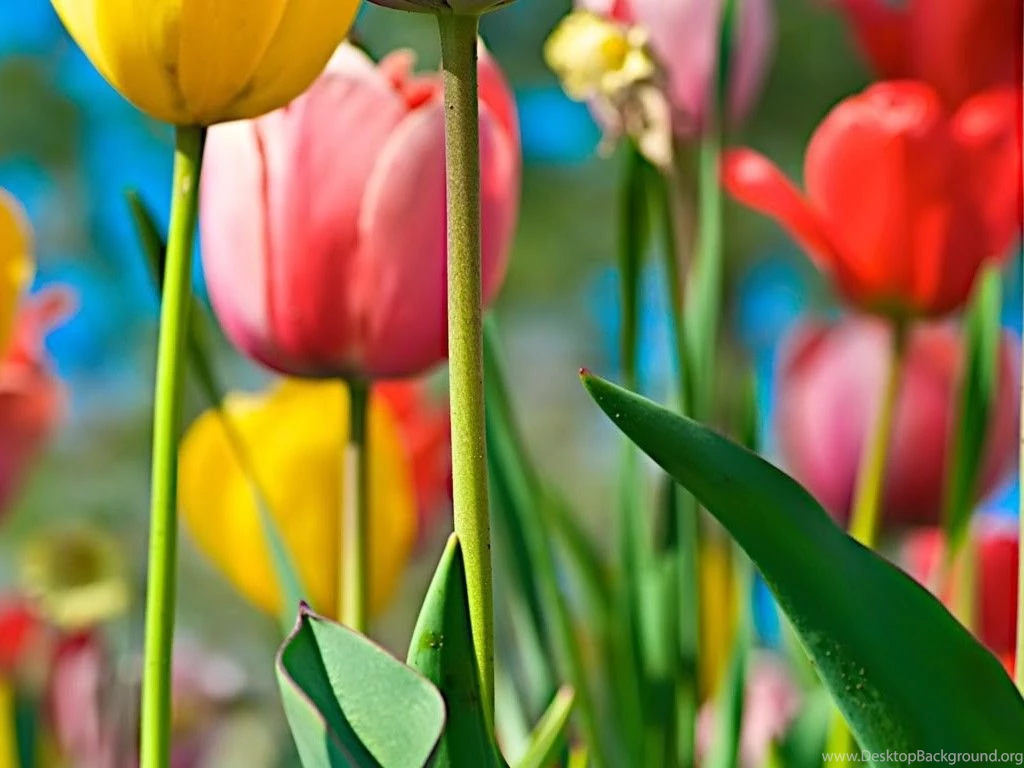 Laptop Wallpapers 24   Best Wallpapers Collection