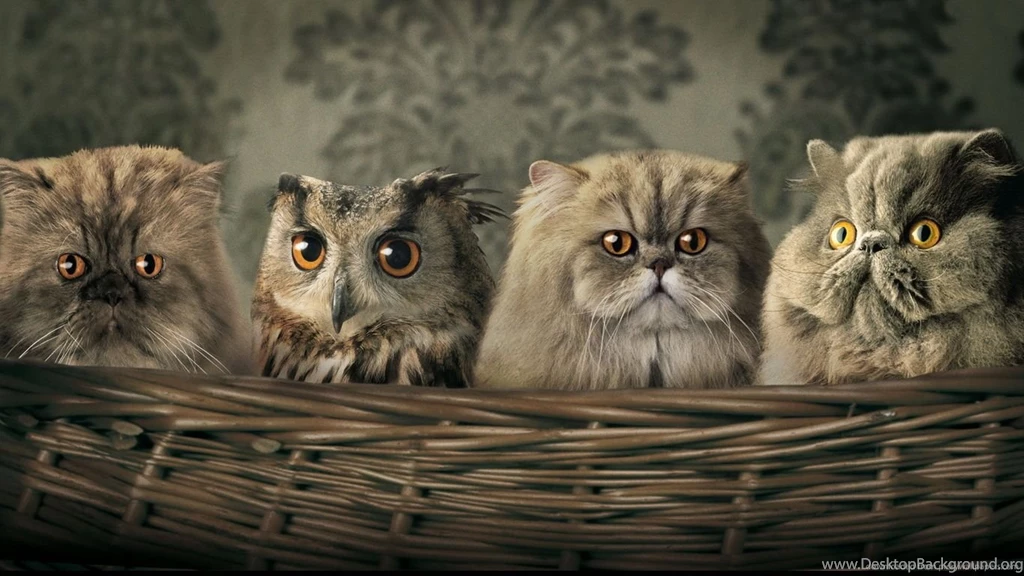 Download 1366x768 Owl Among Cats Wallpapers