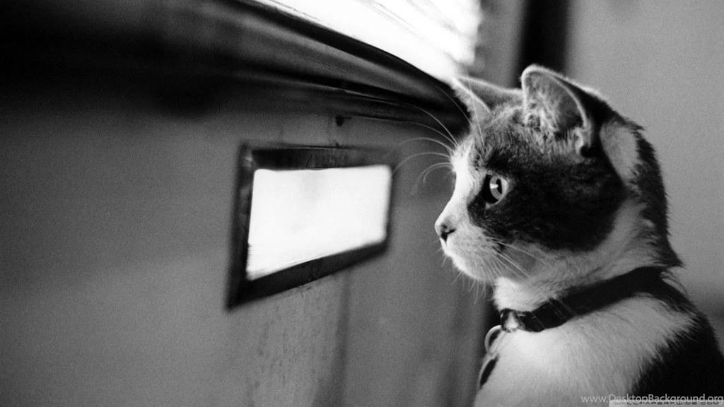 Waiting Cat HD Desktop Wallpapers : Widescreen : High Definition ...