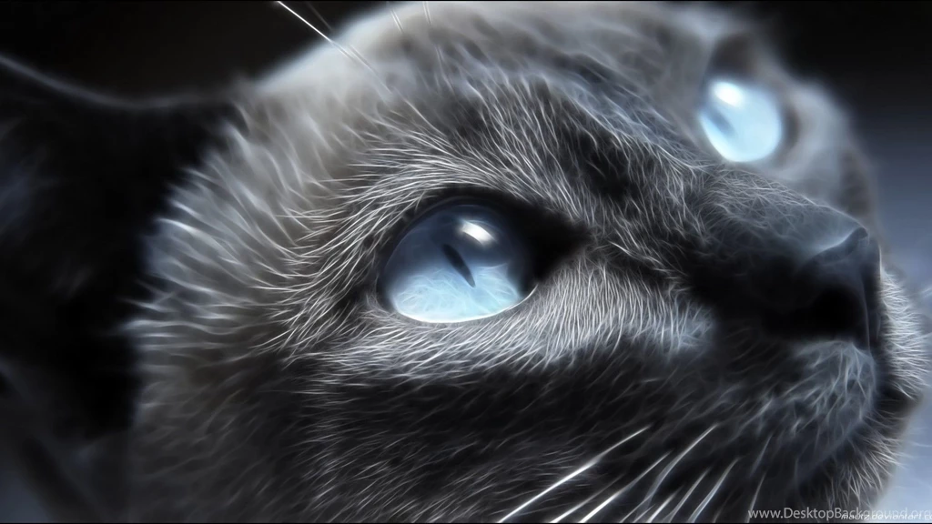 Eyes Cats Blue Animals The Cat Wallpapers