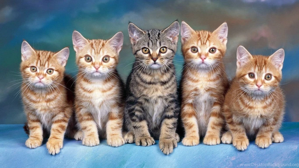 Pet Cats   Splendid Wallpapers HD