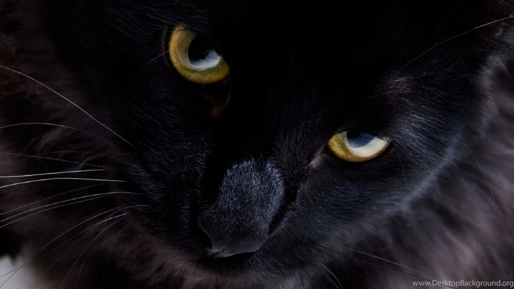 1366x768 Persian Black Cat Wallpapers