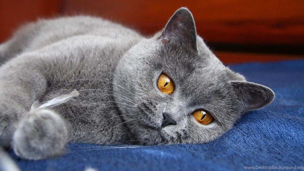 1366x768 Cat Eyes Backgrounds Wallpapers