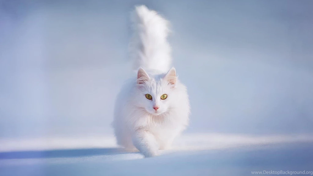 Beautiful White Cat Wallpapers HD For Desktop, PC & Mobile