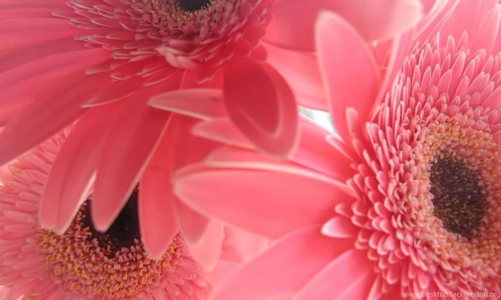 Pink Flowers 1366x768 Netbook Hd Wallpapers