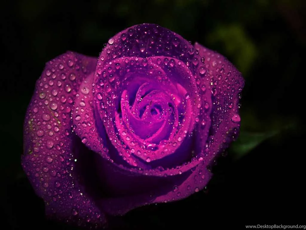 Purple Rose In Rain Desktop Wallpapers