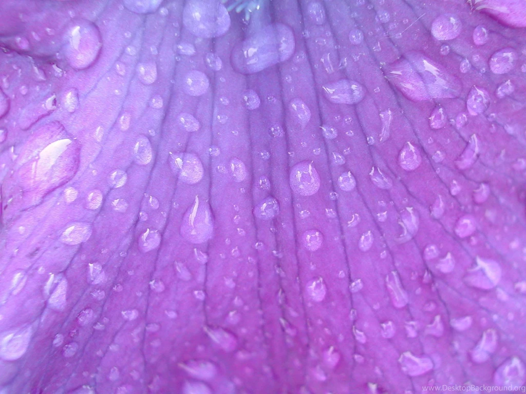 Purple Flowers Backgrounds Wallpapers 765289