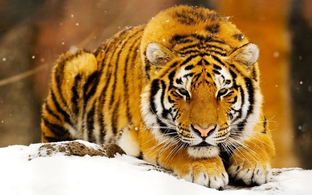Siberian Snow Tiger Wallpapers