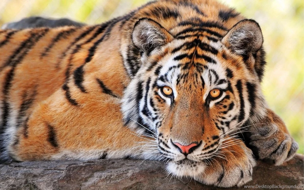 1280x800 Beautiful Tiger Wallpapers