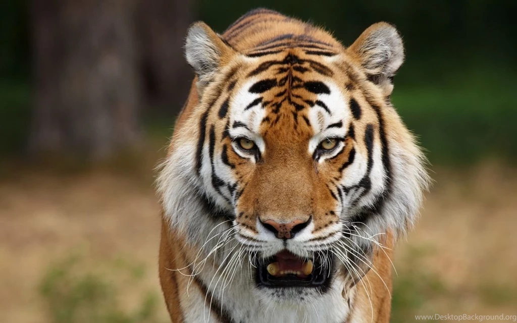 1280x800 Face Tiger Wallpapers