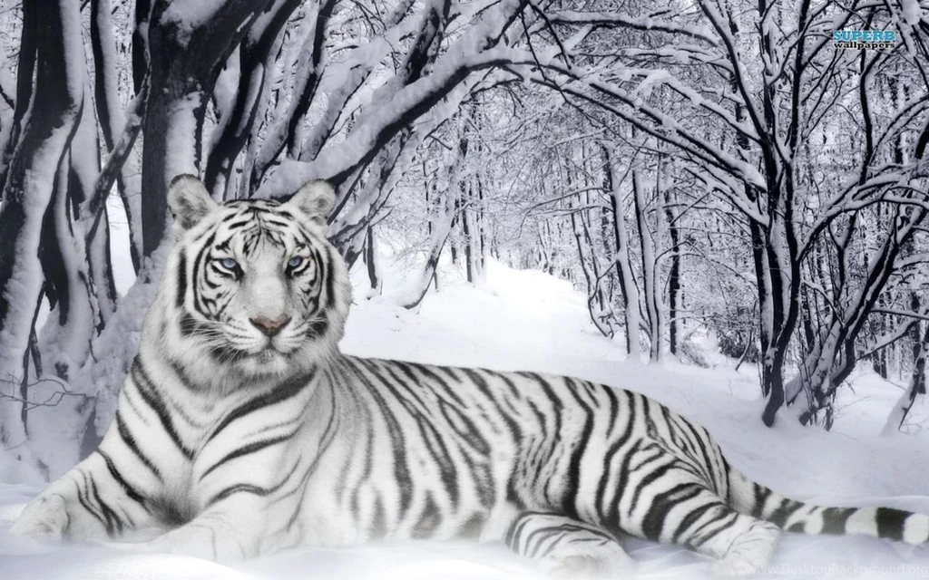White Tiger Wallpapers Animal Wallpapers
