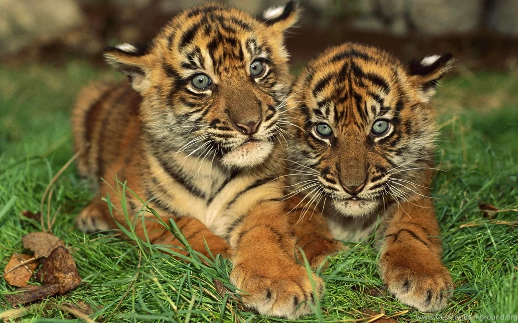 Baby Tigers Wallpapers HD Download For Desktop & Mobile
