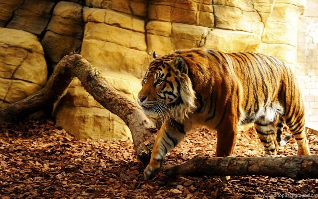 1280x800 Tiger In Captivity Desktop PC And Mac Wallpapers