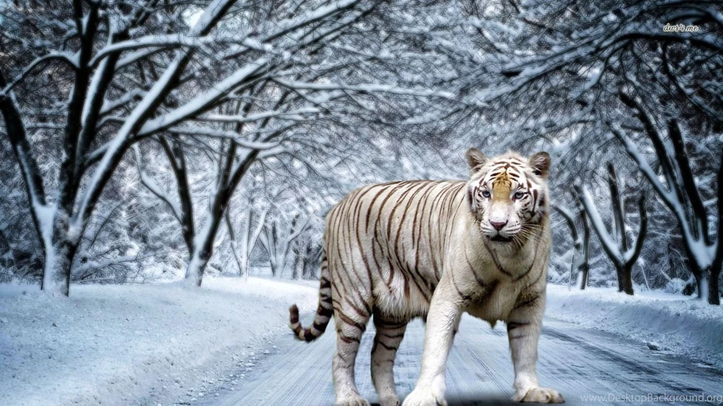 White Tiger Wallpapers Digital Art Wallpapers