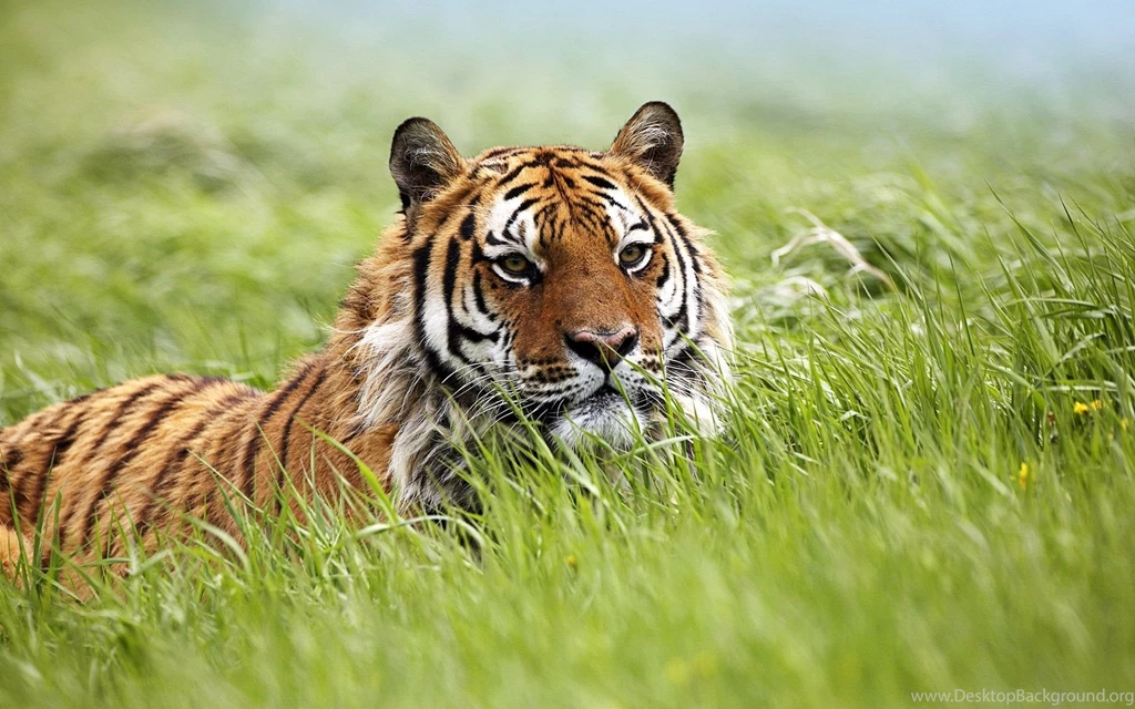 Wallpapers HD Amazing Siberian Tiger HD Wallpapers Expert