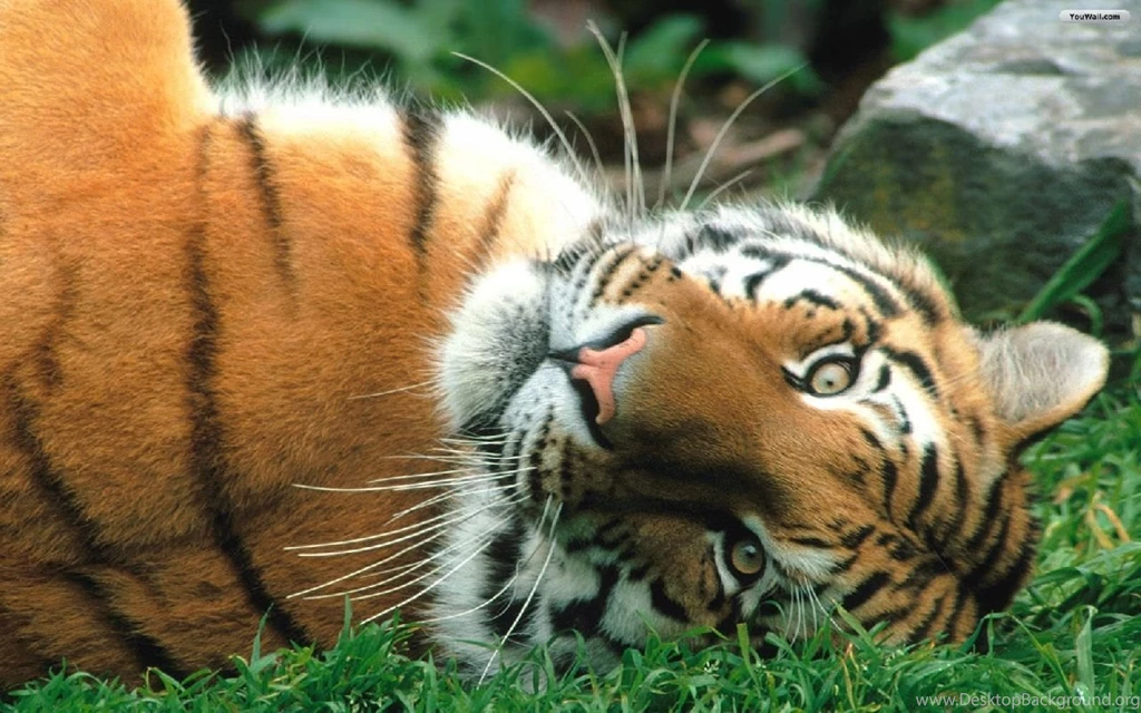 YouWall Tiger Wallpapers Wallpaper,wallpapers,free Wallpapers ...